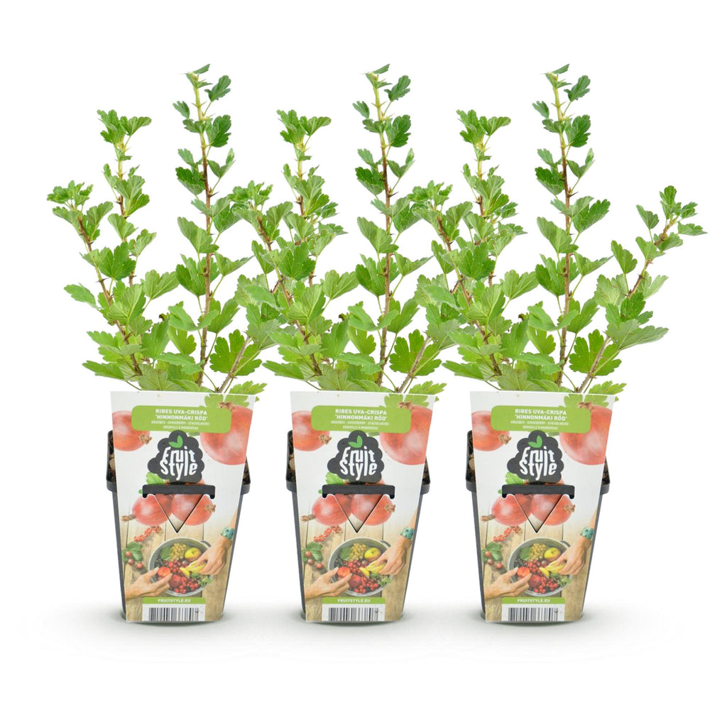 Ribes uva-crispa 'Hinnonmaki Rod' (Stachelbeere) – 3 Pflanzen, Ø9 cm, 35 cm hoch – Bild 2