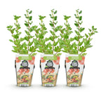 Ribes uva-crispa 'Hinnonmaki Rod' (Stachelbeere) – 3 Pflanzen, Ø9 cm, 35 cm hoch