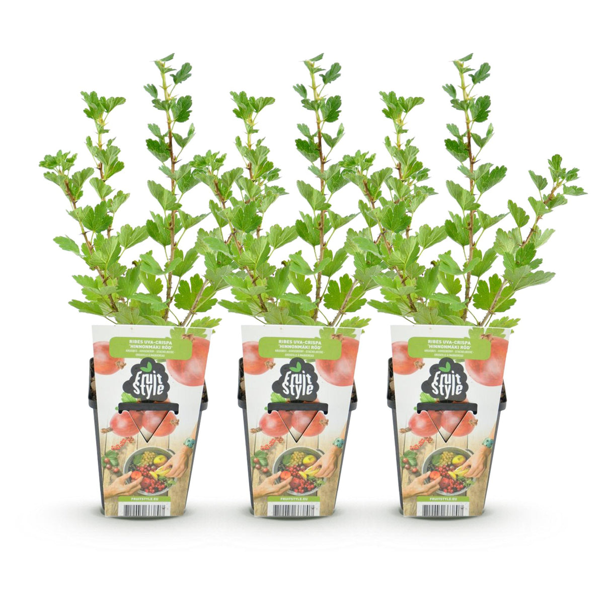 Ribes uva-crispa 'Hinnonmaki Rod' (gooseberry) – 3 plants, Ø9 cm, 35 cm high – photo 2