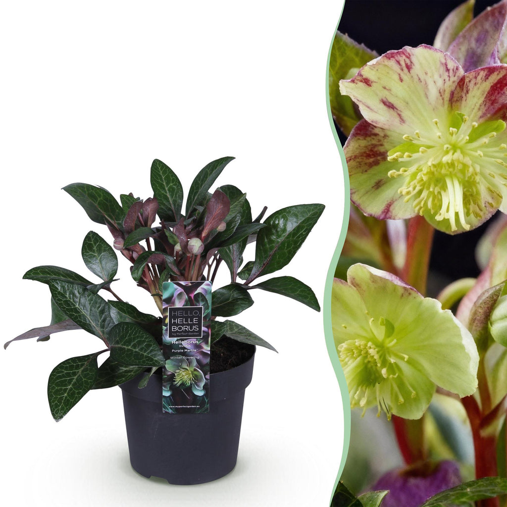 Helleborus lividus 'Purple Marble' (Purpur-Christrose) – Ø 14 cm, 35 cm hoch