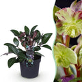 Helleborus lividus 'Purple Marble' (Purpur-Christrose) – Ø 14 cm, 35 cm hoch