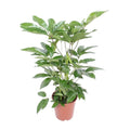 Schefflera Actinophylla Amate (fingerpalme) – Ø24 cm, 100 cm høj