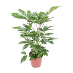 Schefflera Actinophylla Amate (fingerpalme) – Ø24 cm, 100 cm høj