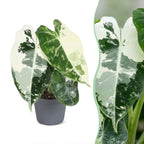 Alocasia Frydek Variegata (oreille d’éléphant) – Ø6 cm, 12 cm de haut