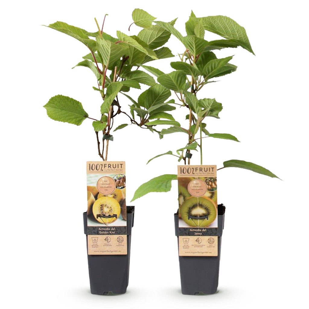 Actinidia deliciosa 'Jenny & Golden Kiwi' (kiwi) – 2 plants, Ø15 cm, 50 cm de haut