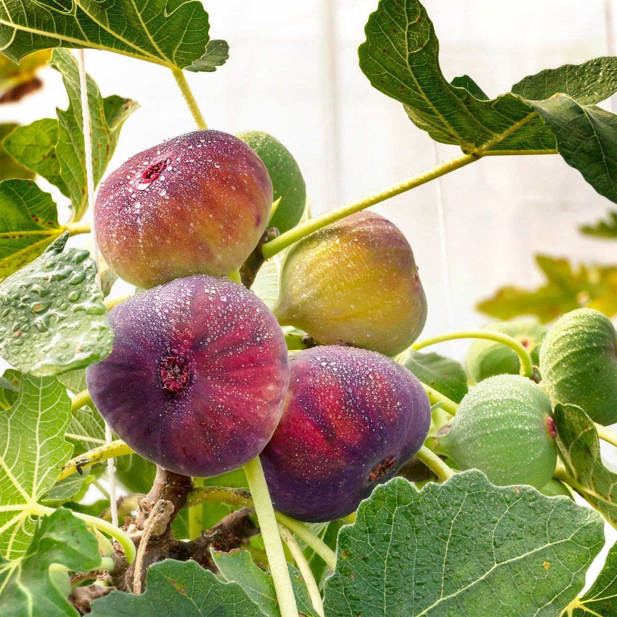 Ficus carica 'Rouge De Bordeaux' (Feigenbaum) – 2 Pflanzen, Ø15 cm, 50 cm hoch – Bild 5