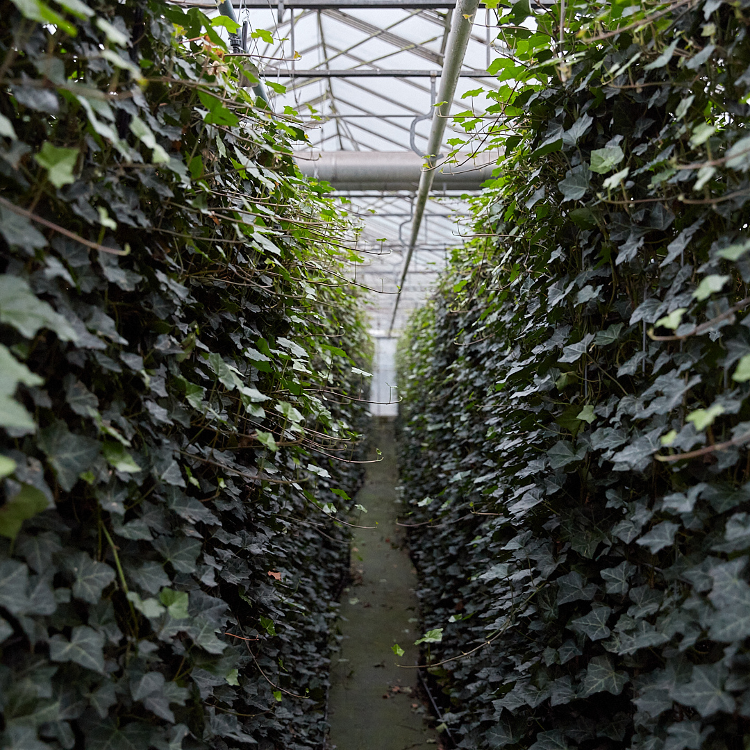Hedera hibernica (klimop) gestokt – Ø10 cm, 80–100 cm hoog – foto 3