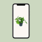 Scindapsus pictus Trebie – Ø12 cm, 20 cm hoog