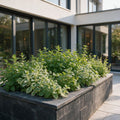 Kantpakke med teurter – 12 planter, Ø11 cm, 15–25 cm høje