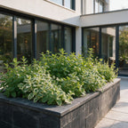 Kantpakke med teurter – 12 planter, Ø11 cm, 15–25 cm høje