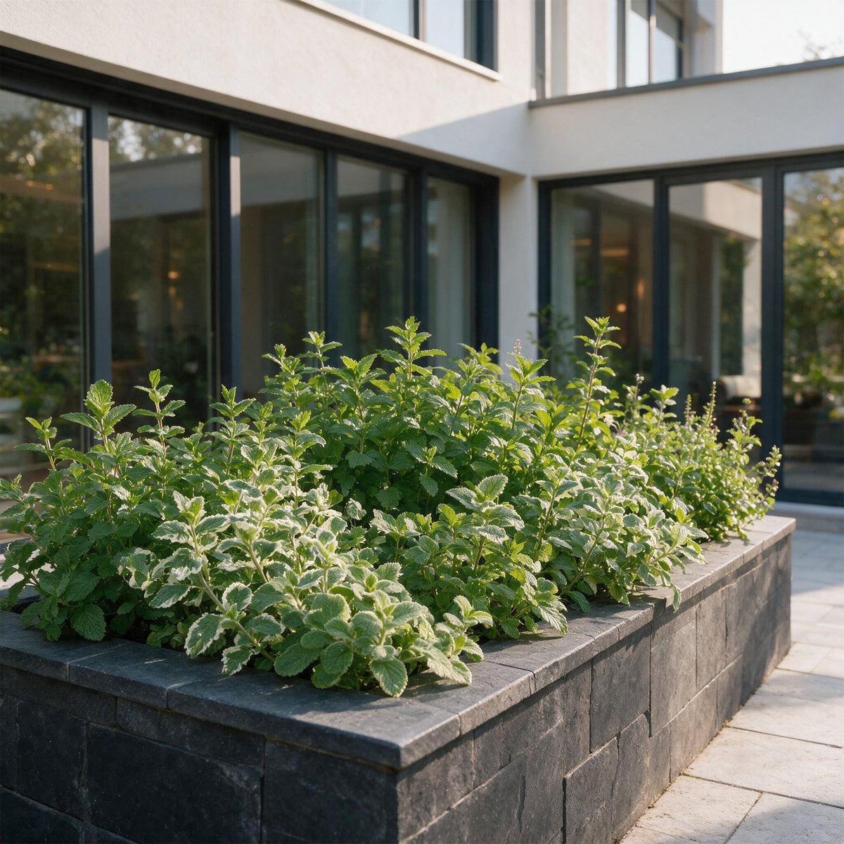 Borderpakket theekruiden – 12 planten, Ø11 cm, 15–25 cm hoog