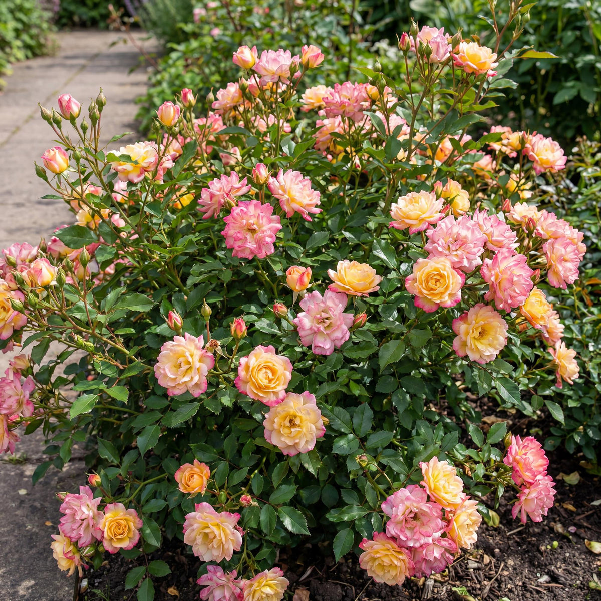 Rosa 'Tricolor Fairy' (rose) – pink-yellow – 3 plants, Ø12 cm, 20–25 cm high – photo 6