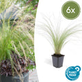 Stipa tenuissima 'Ponytails' (feather grass) – 6 plants, Ø9 cm, 10–25 cm high