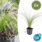 Stipa tenuissima 'Ponytails' (feather grass) – 6 plants, Ø9 cm, 10–25 cm high