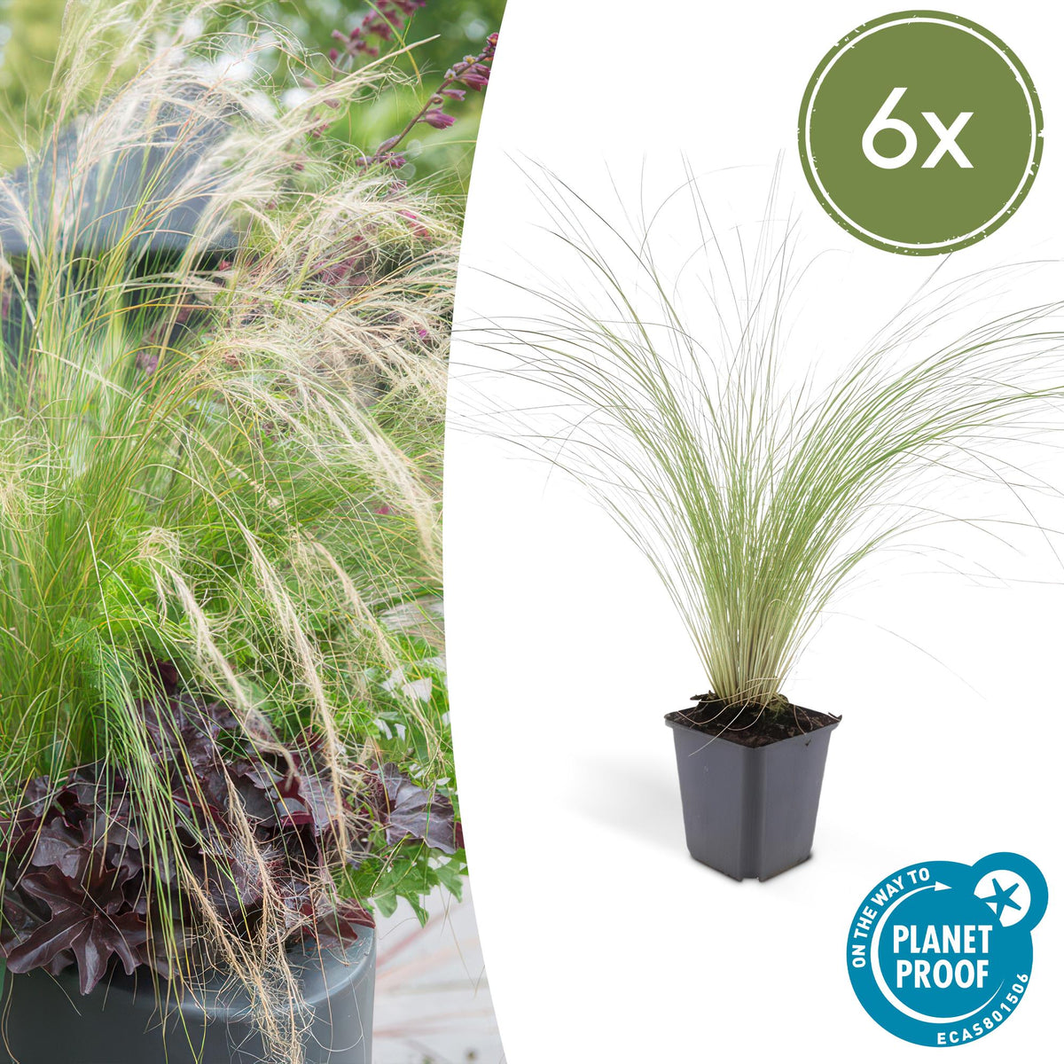 Stipa tenuissima 'Ponytails' (feather grass) – 6 plants, Ø9 cm, 10–25 cm high