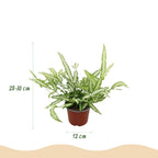 2× Pteris cretica Albolineata (pteris-varen) – Ø12 cm, 28–30 cm hoog
