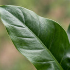 Philodendron Imperial Green met mand – Ø19 cm, 65 cm hoog