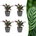 4× Ctenanthe burle-marxii (fiskebensplante) i Potter-pyntepotte grå – Ø12 cm, 30 cm høj