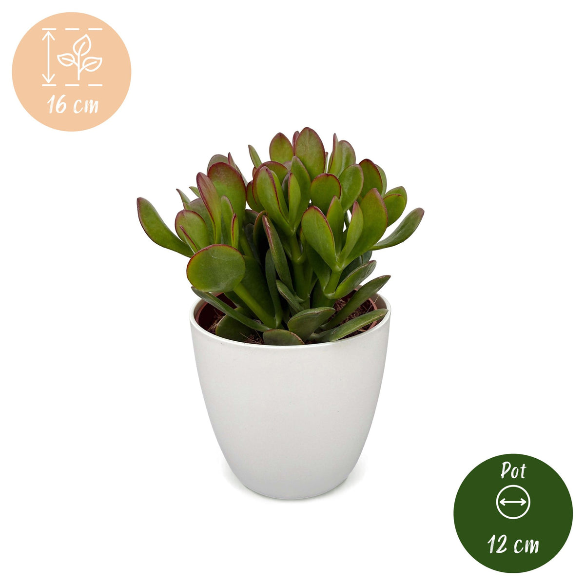 6× Crassula ovata (plante jade) en pot blanc – Ø12 cm, 16 cm de haut