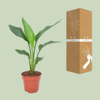 Strelitzia reginae (paradijsvogelbloem) – Ø12 cm, 40 cm hoog