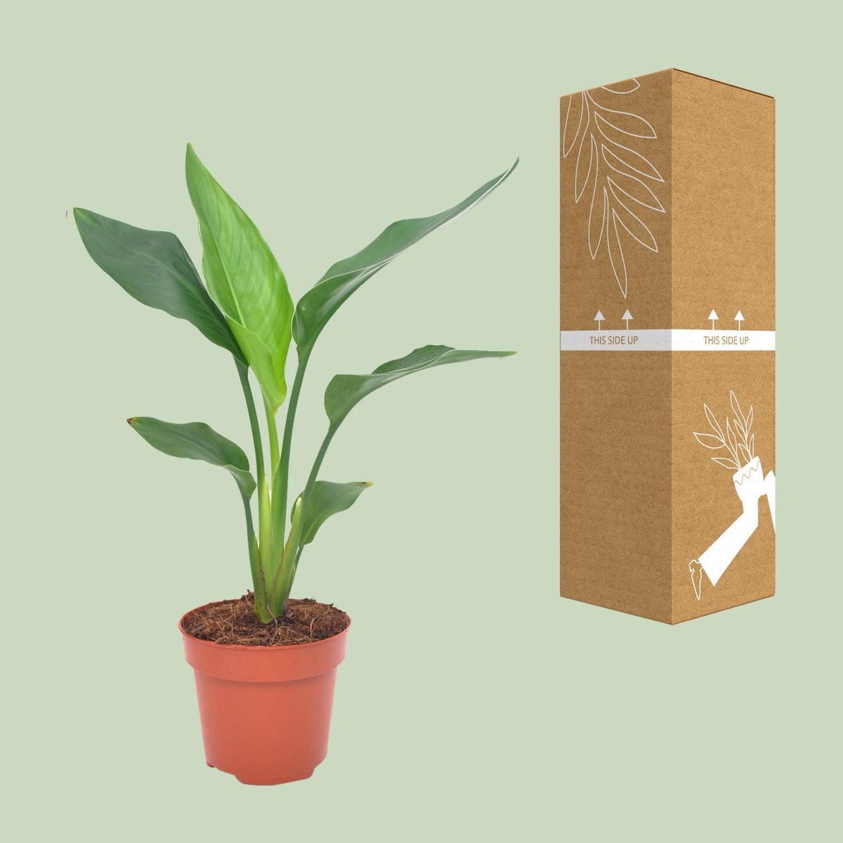 Strelitzia reginae (paradijsvogelbloem) – Ø12 cm, 40 cm hoog