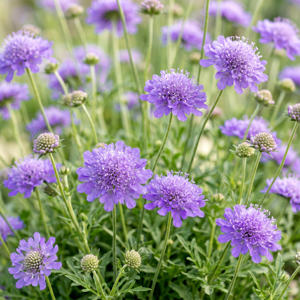Scabiosa columbaria 'Butterfly Blue' (scabieuse) – violet – 24 plants, Ø11 cm, 15–25 cm de haut – photo 5