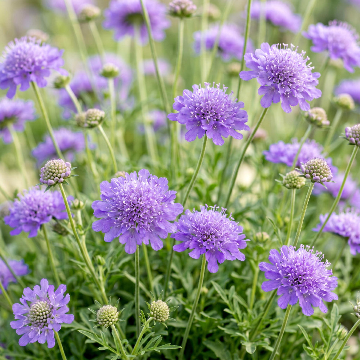Scabiosa columbaria 'Butterfly Blue' (scabieuse) – violet – 24 plants, Ø11 cm, 15–25 cm de haut – photo 5