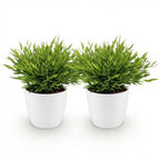 2× Bamusa Pogonatherum Monica (bambusræs) i hvid Potter-pyntepotte – Ø12 cm, 20 cm høj