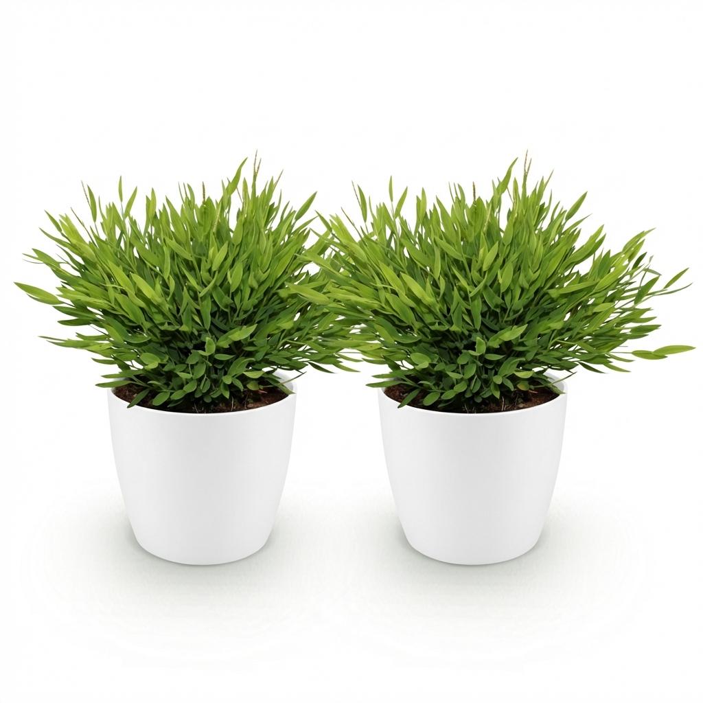 2× Bamusa Pogonatherum Monica (bambusræs) i hvid Potter-pyntepotte – Ø12 cm, 20 cm høj