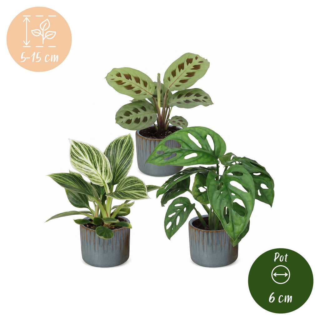 3× overraskelsesæske med stueplanter inkl. Linnea Misty Blue – Ø6 cm, 5–15 cm høj – billede 5