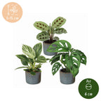 3× overraskelsesæske med stueplanter inkl. Linnea Misty Blue – Ø6 cm, 5–15 cm høj