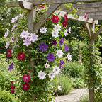 Clematis 'Rainbow' (klematis) – lila-röd-rosa-vit – 8 plantor, Ø 9 cm, 35 cm hög