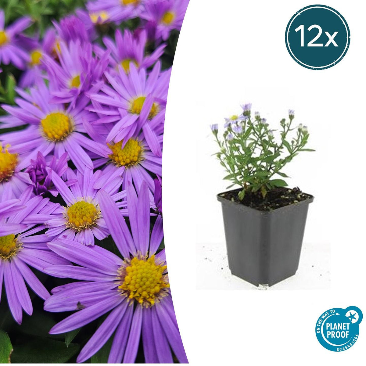 Aster 'Prof. Anton Kippenberg' – 12 planten, Ø9 cm, 10–25 cm hoog