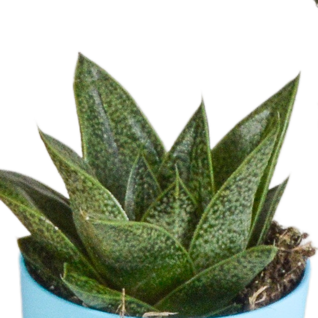 Gasteria/Haworthia mix – Ø6 cm, 16 cm hoog