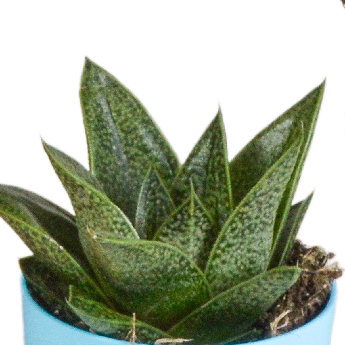Gasteria/Haworthia mix – Ø6 cm, 16 cm hoog