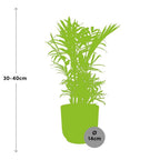 Chamaedorea elegans in ELHO Vibes Fold 14cm rosa (Bergpalme) – 40 cm hoch