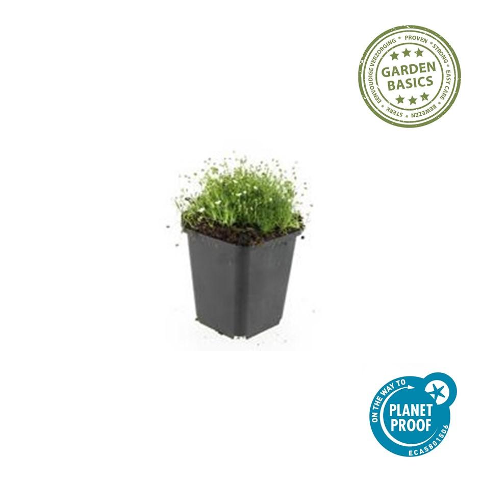Sagina subulata (pearlfire) – 60 plants, Ø9 cm, 10–25 cm high – photo 3
