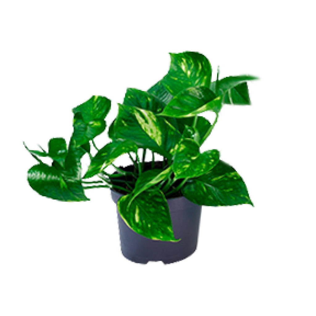 Epipremnum aureum (scindapsus) – Ø12 cm, 20 cm høj