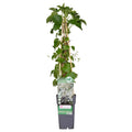 Hydrangea petiolaris (climbing hydrangea) – Ø15 cm, 65 cm high