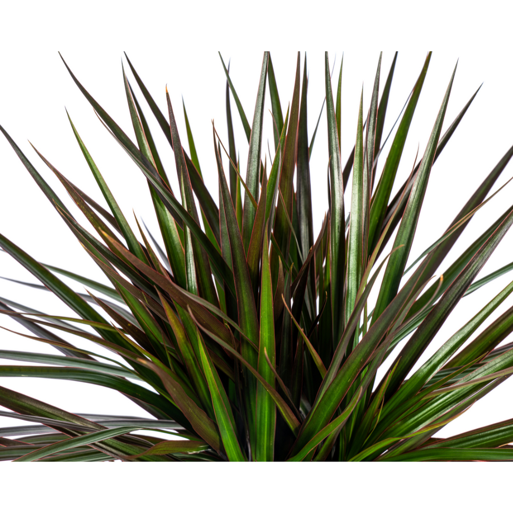 Dracaena marginata Magenta (arbre dragonnier) – Ø17 cm, 50–70 cm de haut