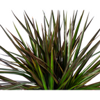 Dracaena marginata Magenta (arbre dragonnier) – Ø17 cm, 50–70 cm de haut