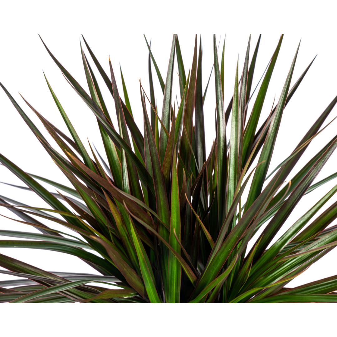 Dracaena marginata Magenta (drakenboom) – Ø17 cm, 50–70 cm hoog