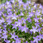 Campanula poscharskyana 'Stella' (jacinthe à feuilles de pêcher) – violet – Ø11 cm, 15–25 cm de haut