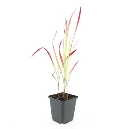 Imperata cylindrica 'Red Baron' (Japanisches Blutgras) – 48 Pflanzen, Ø9 cm, 10–25 cm hoch