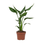 Strelitzia reginae (Paradiesvogelblume) – Ø 12 cm, 35 cm hoch – reginae