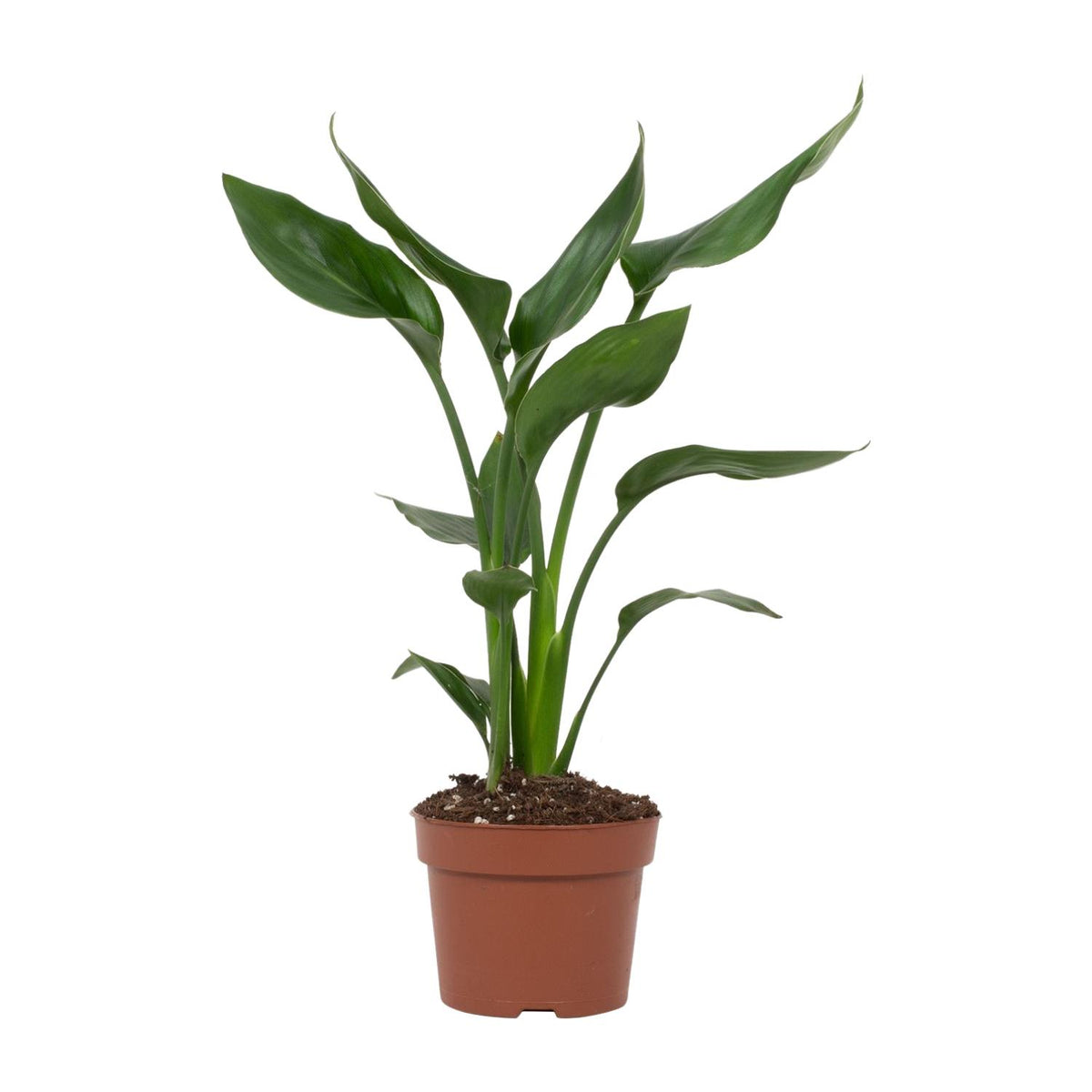 Strelitzia reginae (Paradiesvogelblume) – Ø 12 cm, 35 cm hoch – reginae
