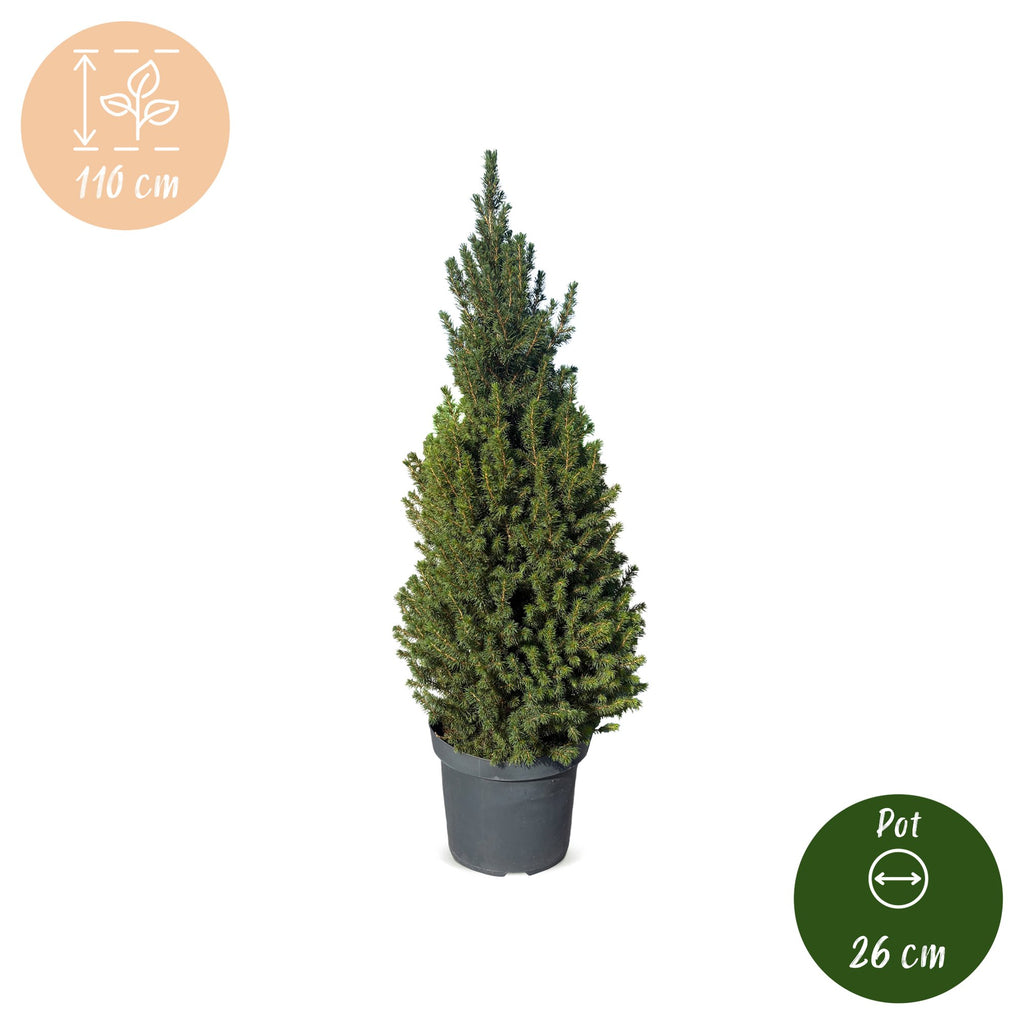 2× Picea glauca Conica (sapin de Noël) – Ø26 cm, 110 cm de haut