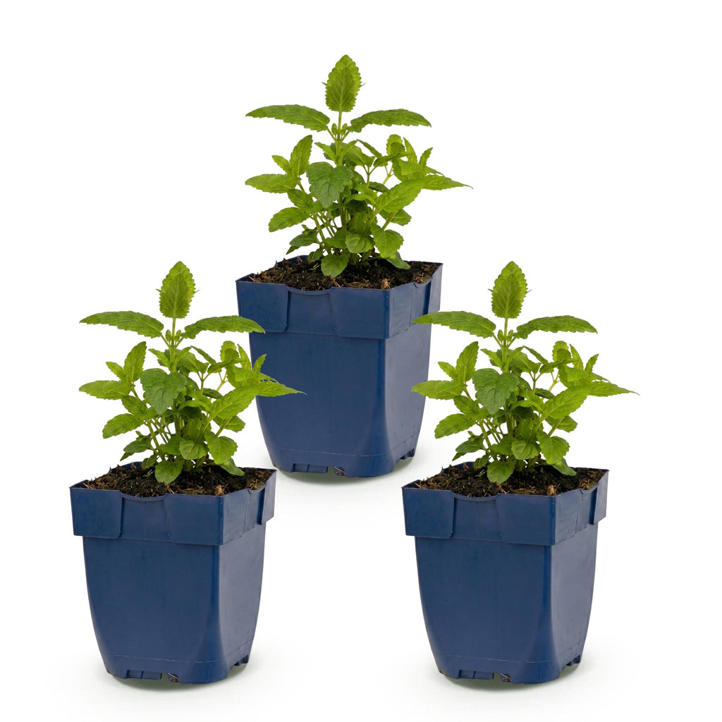 Nepeta nerv. 'Neptune' (Katzenminze) – lila – 3 Pflanzen, Ø 11 cm, 15–25 cm hoch – Bild 2