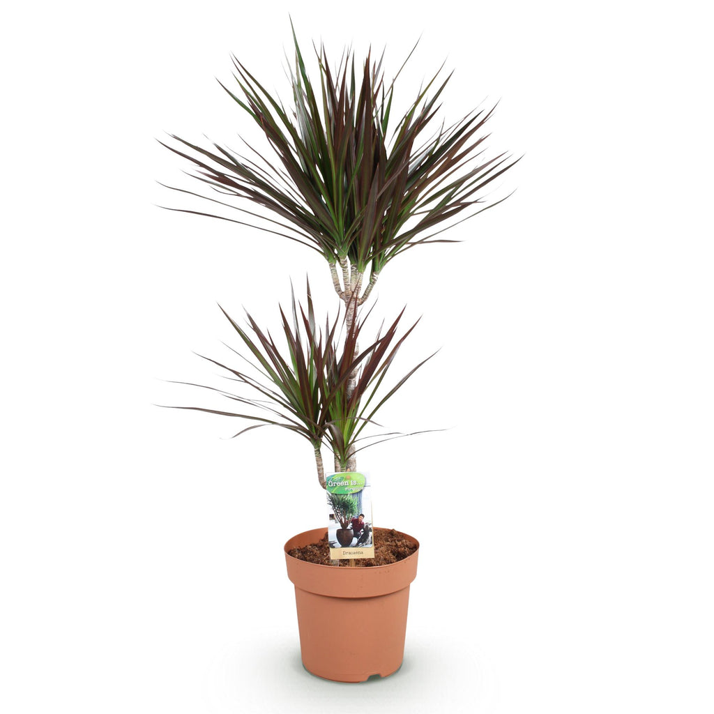 Dracaena Magenta (drakenboom) – Ø21 cm, 90–100 cm hoog