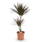 Dracaena Magenta (drakenboom) – Ø21 cm, 90–100 cm hoog